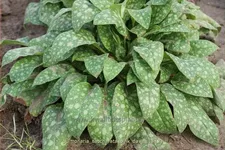 Pulmonaria saccharata 'Pink Dawn'