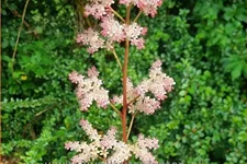 Rodgersia pinnata 'Hanna'