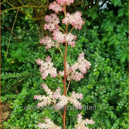 Rodgersia pinnata 'Hanna'
