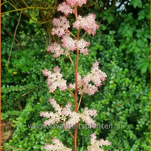 Rodgersia pinnata 'Hanna'