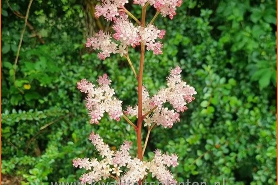 Rodgersia pinnata 'Hanna'
