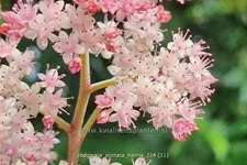 Rodgersia pinnata 'Hanna'