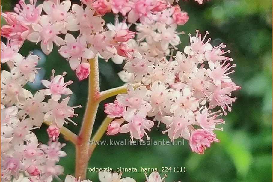 Rodgersia pinnata 'Hanna'