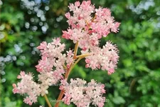 Rodgersia pinnata 'Hanna'