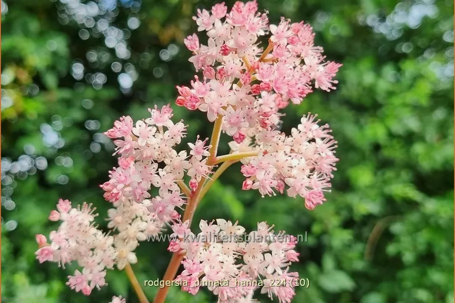 Rodgersia pinnata 'Hanna'