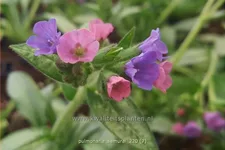 Pulmonaria 'Samurai'