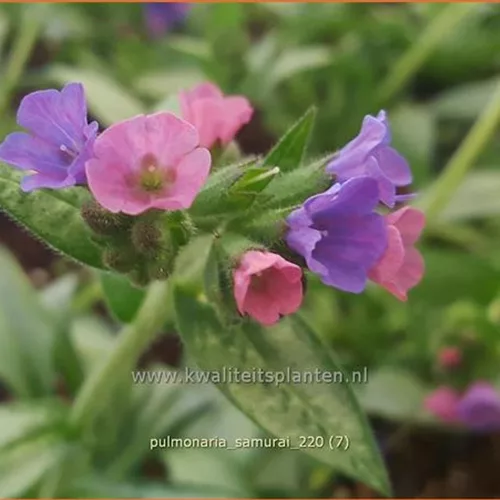 Pulmonaria 'Samurai'