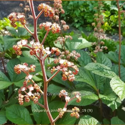 Rodgersia pinnata 'Hercules'