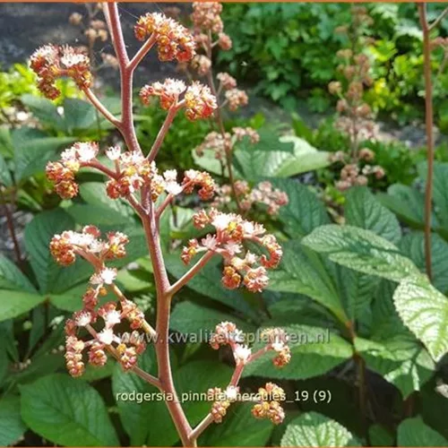 Rodgersia pinnata 'Hercules'
