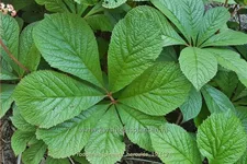 Rodgersia pinnata 'Hercules'