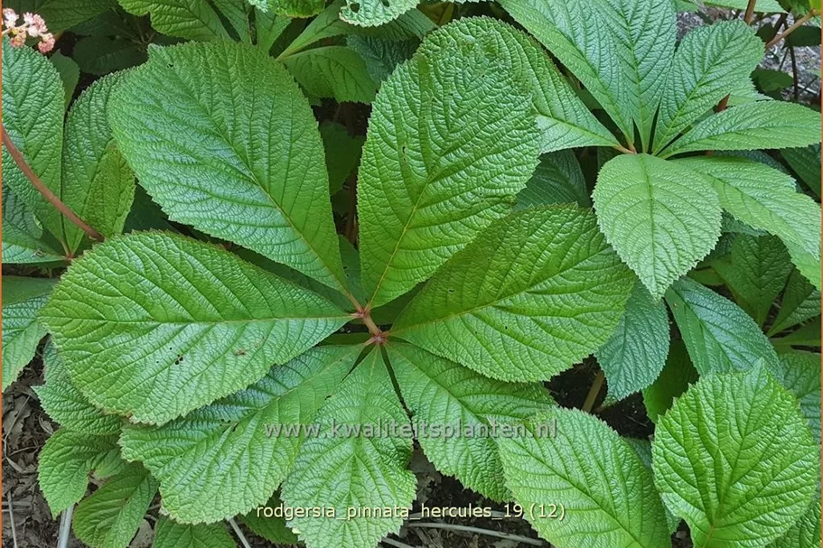 Rodgersia pinnata 'Hercules'