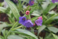 Pulmonaria 'Samurai'