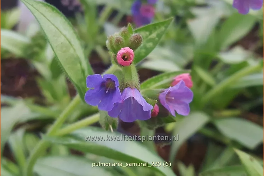 Pulmonaria 'Samurai'