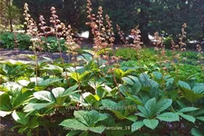 Rodgersia pinnata 'Hercules'
