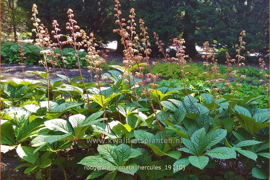Rodgersia pinnata 'Hercules'