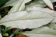 Pulmonaria 'Samurai'