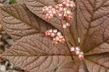 Rodgersia pinnata 'Hercules'