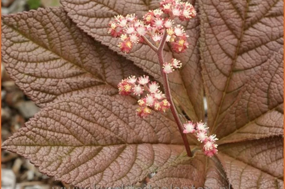 Rodgersia pinnata 'Hercules'