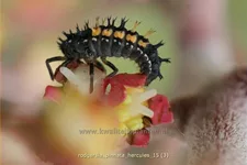 Rodgersia pinnata 'Hercules'