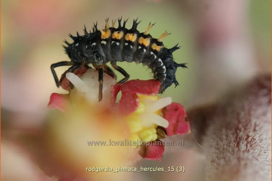 Rodgersia pinnata 'Hercules'