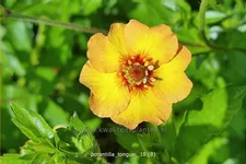 Potentilla tonguei