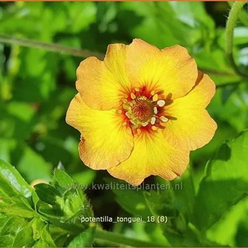 Potentilla tonguei