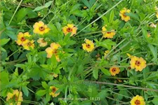 Potentilla tonguei