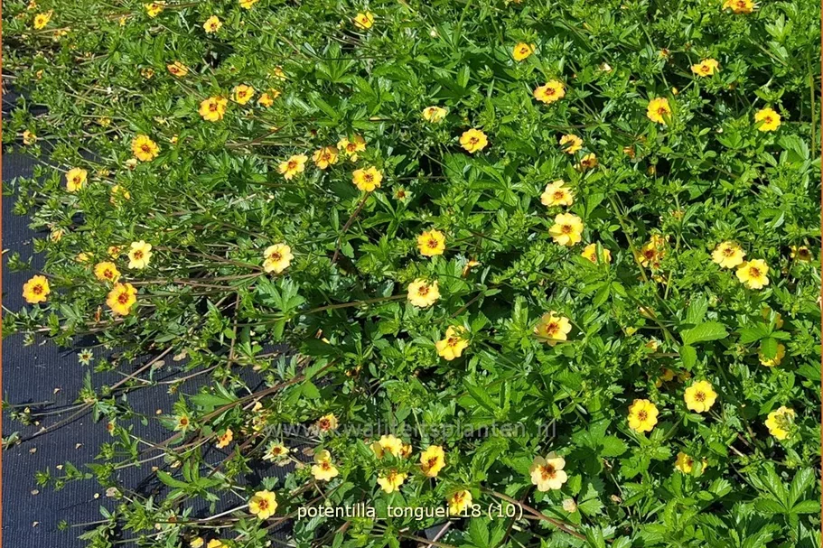 Potentilla tonguei