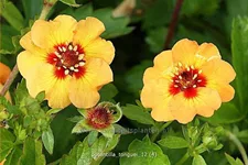 Potentilla tonguei