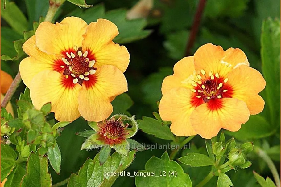 Potentilla tonguei