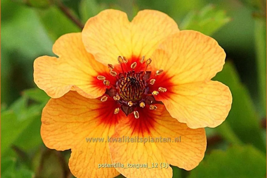 Potentilla tonguei