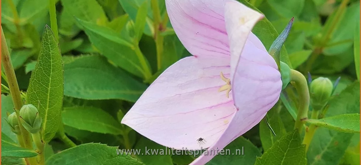 Platycodon grandiflorus 'Astra Pink'