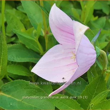 Platycodon grandiflorus 'Astra Pink'