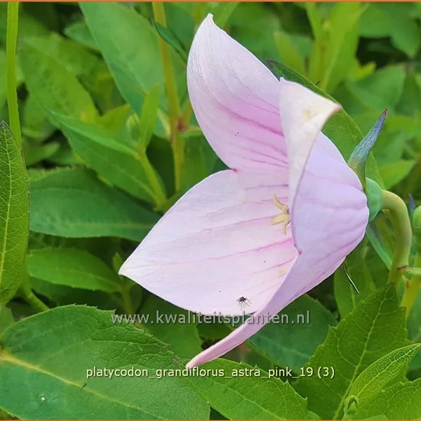 Platycodon grandiflorus 'Astra Pink'