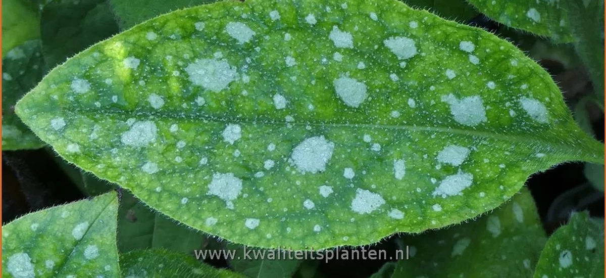 Pulmonaria 'Shrimps On The Barbie'