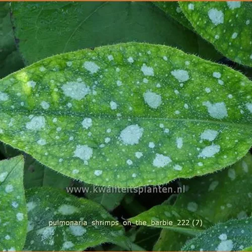Pulmonaria 'Shrimps On The Barbie'
