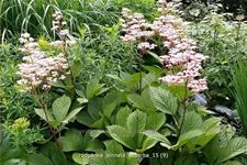 Rodgersia pinnata 'Superba'