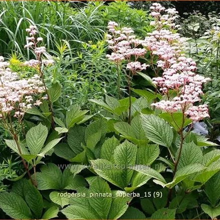 Rodgersia pinnata 'Superba'