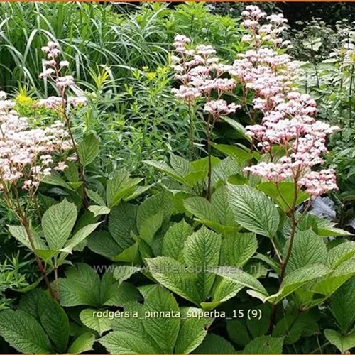 Rodgersia pinnata 'Superba'