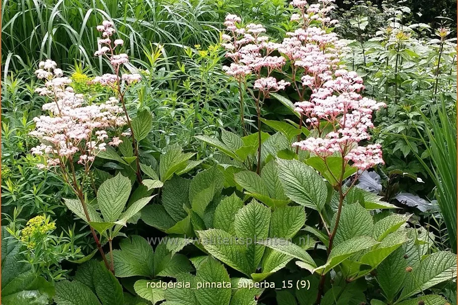 Rodgersia pinnata 'Superba'