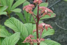 Rodgersia pinnata 'Superba'