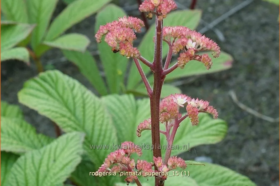 Rodgersia pinnata 'Superba'