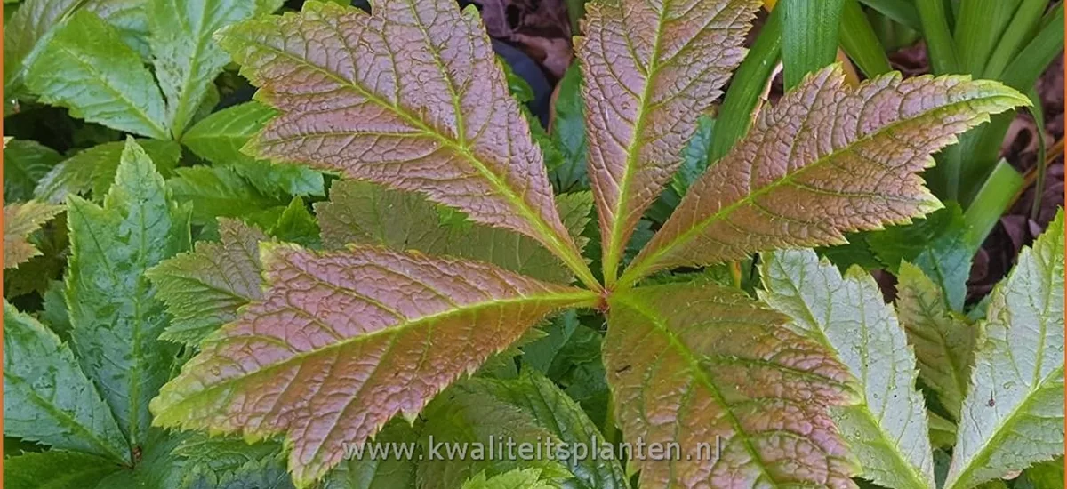 Rodgersia podophylla 'Braunlaub'