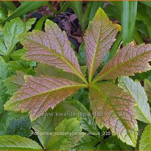 Rodgersia podophylla 'Braunlaub'