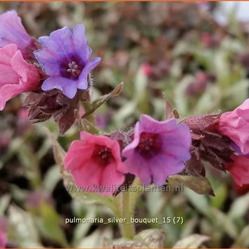 Pulmonaria 'Silver Bouquet'(s)