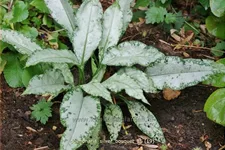 Pulmonaria 'Silver Bouquet'(s)