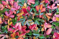 Potentilla tridentata 'Nuuk'