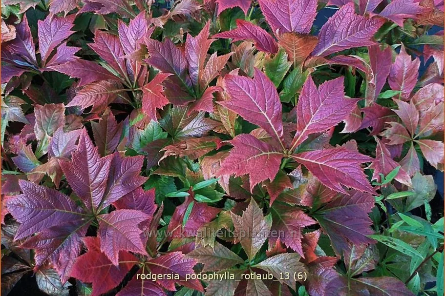 Rodgersia podophylla 'Rotlaub'