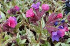 Pulmonaria 'Silver Bouquet'(s)