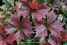 Rodgersia podophylla 'Rotlaub'